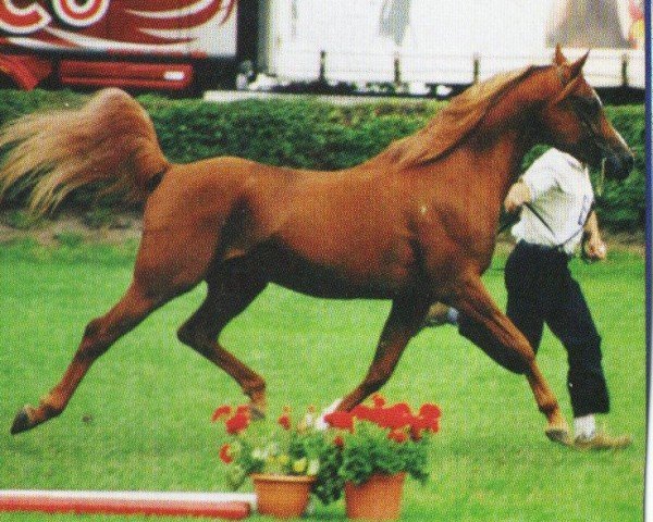 stallion Kubinat ox (Arabian purebred, 1993, from Kubinec 1987 ox)