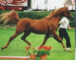 stallion Kubinat ox (Arabian purebred, 1993, from Kubinec 1987 ox)