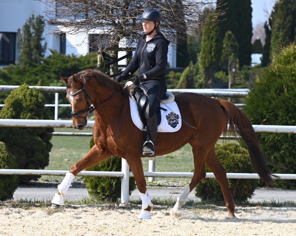 broodmare Davoni (Hanoverian, 2016, from De Niro)