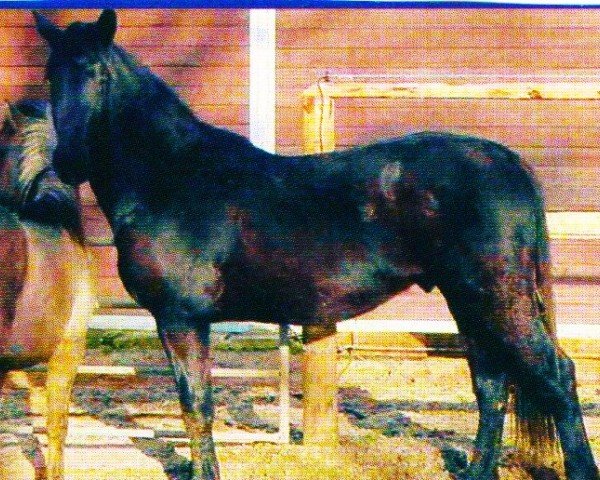 Pferd Thorben vom Trollmoor (Knabstrupper, 2001, von Thunder Dream vom Trollmoor)