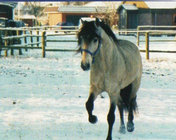 stallion Picanco (Lusitano, 1996, from Pagode)