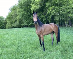 dressage horse Dolce Vita von Lünzum (Rhinelander, 2016, from Dante Weltino Old)