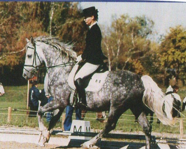 Deckhengst Pluto Darina (Lipizzaner, 1997, von 370 Pluto VIII Roviga (2027 P. XXIX))