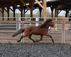 horse Fönix (Iceland Horse, 2018)