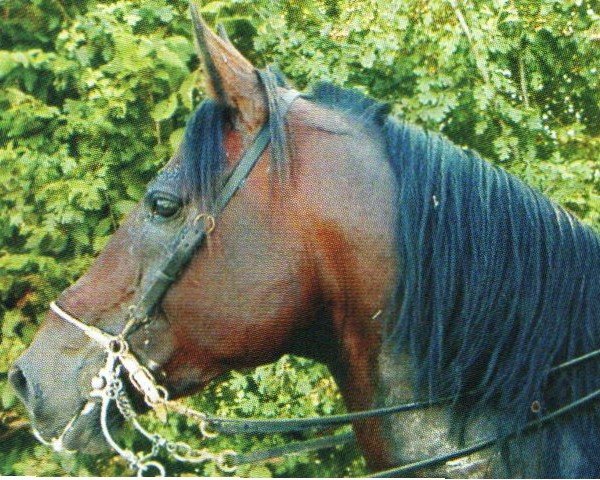 horse Campo Way (DE) (German trotters, 1991, from Diamond Way (DE))