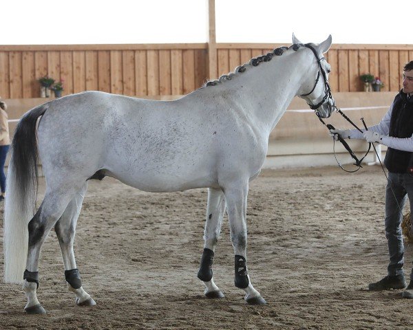 Deckhengst Javino (Shagya-Araber, 2013, von Jussuf-911 (Jelzin))