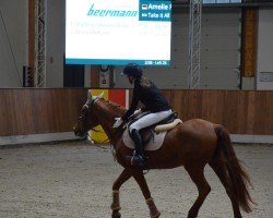Springpferd Rosemary 6 (unbekannt, 2011)