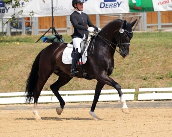 dressage horse Zenario 4 (German Sport Horse, 2016, from Birkhof's Zalando OLD)