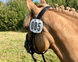 Springpferd Cotton Candy 7 (Deutsches Reitpony, 2019, von Castiel MF)