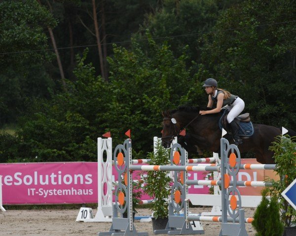 Springpferd Paulina 45 (Hannoveraner, 2008, von Perigueux)