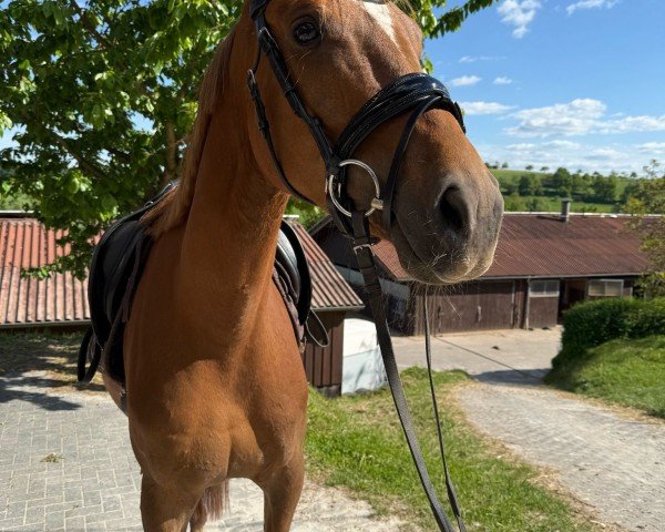 dressage horse Thiara 4 (German Sport Horse, 2021, from Thiago Gs OLD)