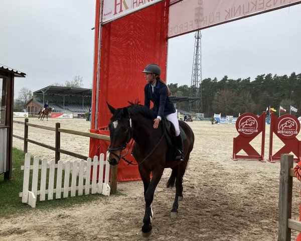 Springpferd Can-Can 9 (Hannoveraner, 2018, von Carridam)