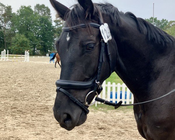 jumper Optimus Prime 8 (Hanoverian, 2019, from Origi D'o)