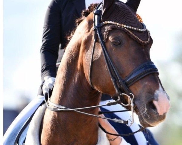 dressage horse Belverde (German Sport Horse, 2014, from Bretton Woods)