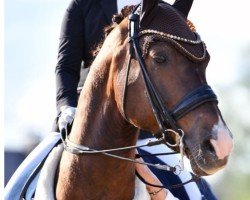 Dressurpferd Belverde (Deutsches Sportpferd, 2014, von Bretton Woods)
