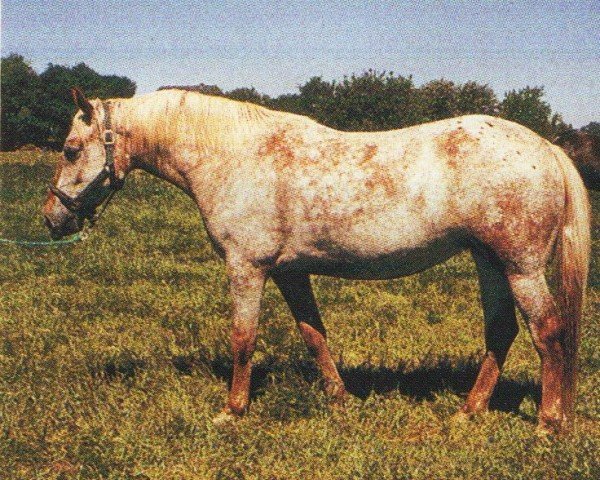 horse Z-Sierra (Knabstrupper, 2001, from PRH Leonardo)