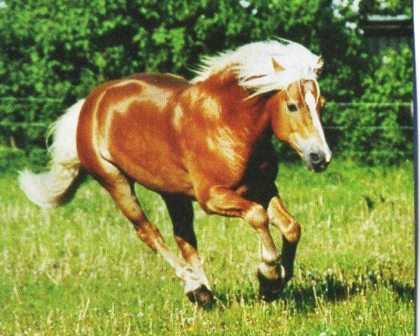 Deckhengst Starskie (Haflinger, 1993, von Stromboli)