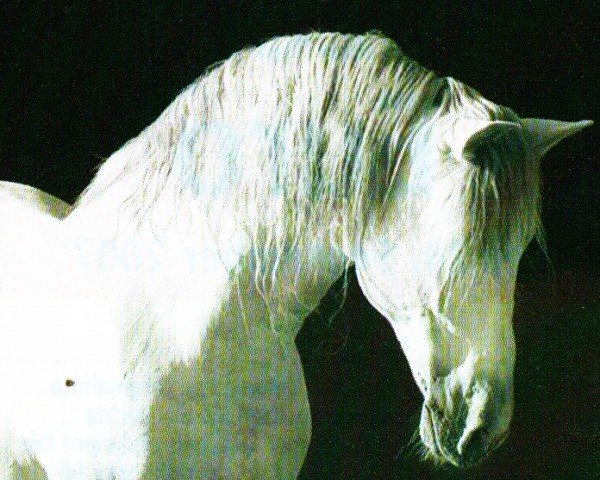 stallion Kaos (Pura Raza Espanola (PRE), 1989, from Cortesano II)