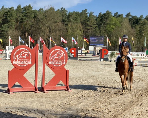jumper Scotch 60 (German Riding Pony, 2020, from Szenario)