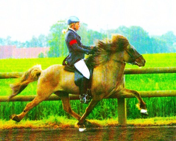 stallion Leiknir vom Steinberghof (Iceland Horse, 1999, from Leikur frá Lækjarbotnum)