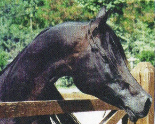 stallion Bayfyrre EAO (Arabian purebred, 1993, from Ma Bayhajt EAO)