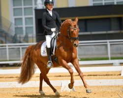 Dressurpferd Deep Beat Diamond (Deutsches Reitpony, 2010, von Dip Beat)