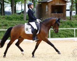 dressage horse G-Star 12 (German Riding Pony, 2014, from Going East)