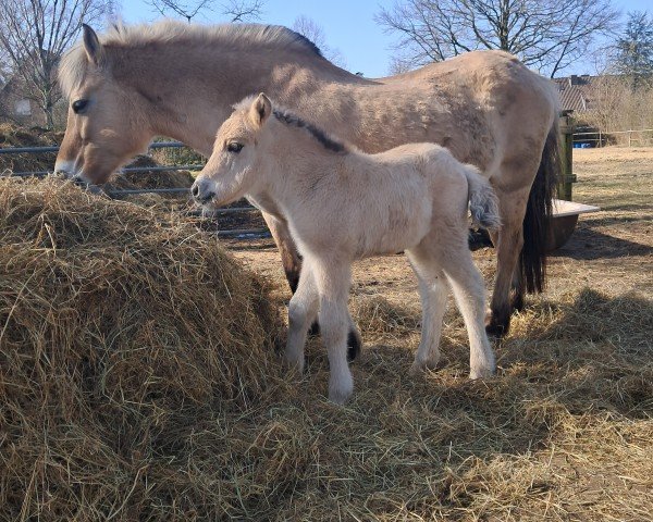 foal by Seraphina vom Töster Grund (Fjord Horse, 2025, from Turbo Romeo N.2573)