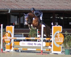 jumper Valentino's Versage (Hanoverian, 2016, from Valentino)