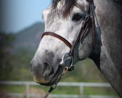 Springpferd Castello Z (Zangersheide Reitpferd, 2008, von Castelino van de Helle)