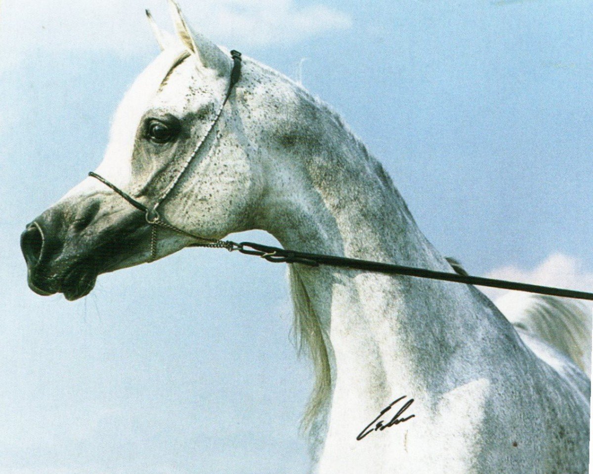 stallion Classic Shadwan 1992 ox (Arabian purebred, 1992, from Alidaar 1984 EAO)