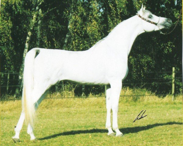 Deckhengst GR Amaretto EAO (Vollblutaraber, 1999, von Classic Shadwan 1992 ox)
