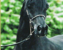 Deckhengst Madallan Madheen EAO (Vollblutaraber, 1994, von Ansata El Salaam ox)