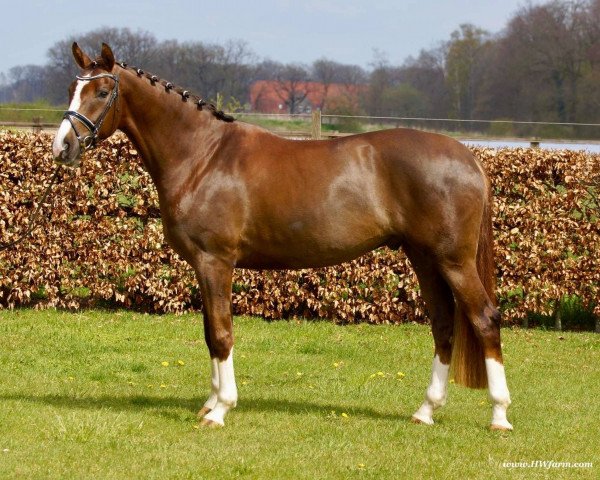 dressage horse Don Deluxe HW (Hanoverian, 2017, from Don Deluxe)