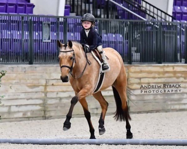 dressage horse Golden Touch (German Riding Pony, 2020, from Top Champion)