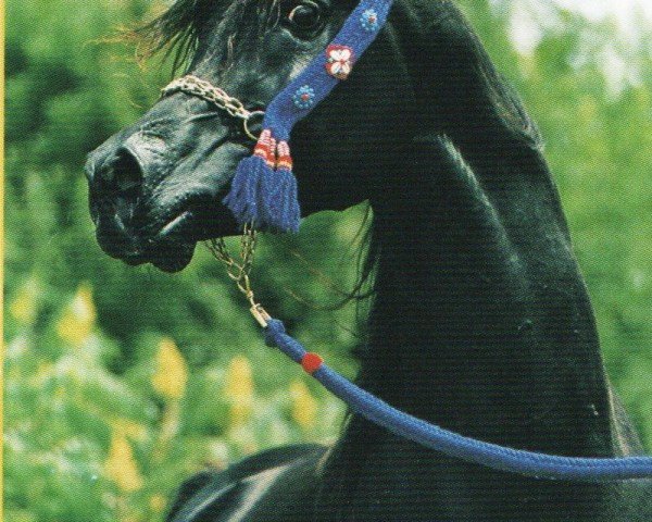 stallion Pasha Farid EAO (Arabian purebred, 1996, from Anaza El Farid ox)