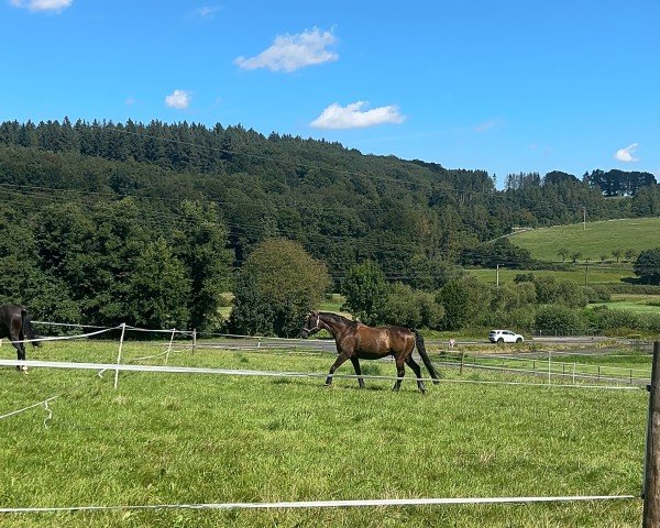 dressage horse Dante Royal (Hanoverian, 2015, from Dante Weltino Old)