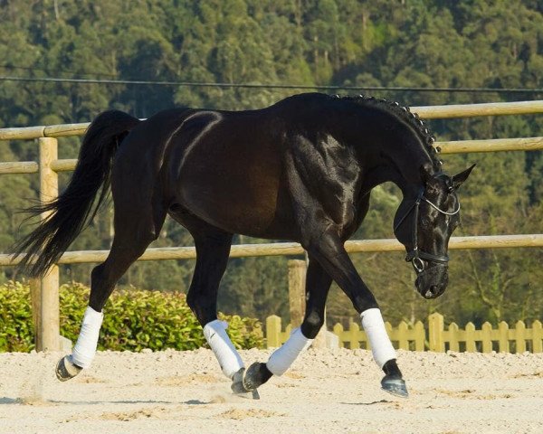 stallion Step Dancer (Oldenburg, 2007, from Sandro Hit)