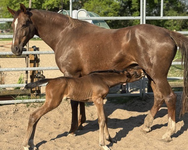 broodmare Davida (German Riding Pony, 2013, from FS Don't Worry)