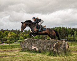 jumper Chanson Elise (Hanoverian, 2013, from Concours Complet)