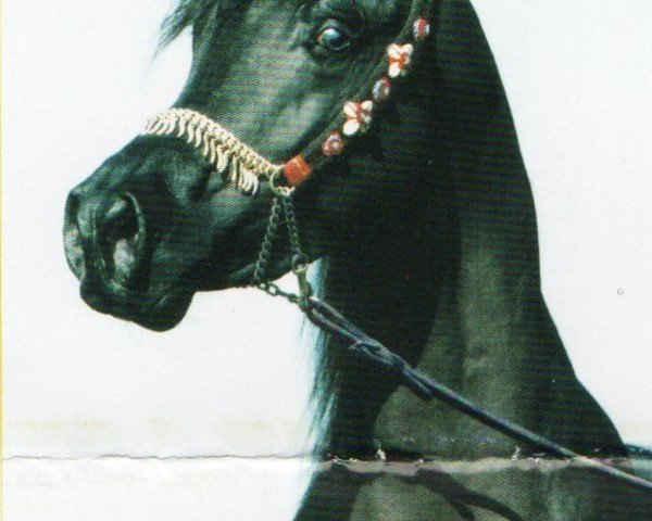 stallion GR Sharaf EAO (Arabian purebred, 2000, from Pasha Farid EAO)