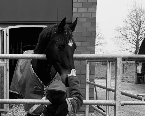 dressage horse Buckingham's Beauty (Westphalian, 2020, from Buckingham)