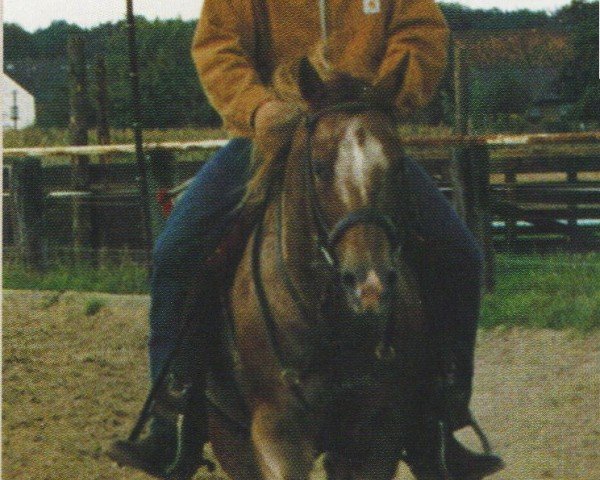 Deckhengst A Doc OLena (Appaloosa, 1992, von Doc OLena)
