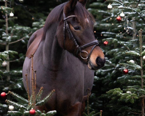 broodmare Prudence 13 (German Riding Pony, 2014, from No Limit)