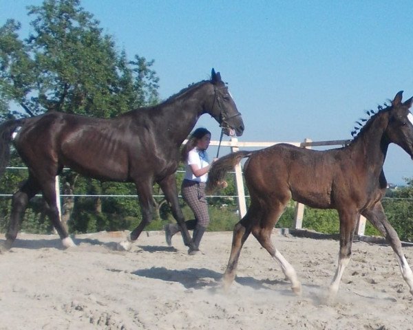 Pferd Lemon CG (Österreichisches Warmblut, 2015, von Lavallo 66 FIN)