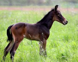 jumper N.n. (Hanoverian,  , from Cornet de Semilly)