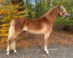 horse Watango BE (Haflinger, 2019, from Weingold-S)