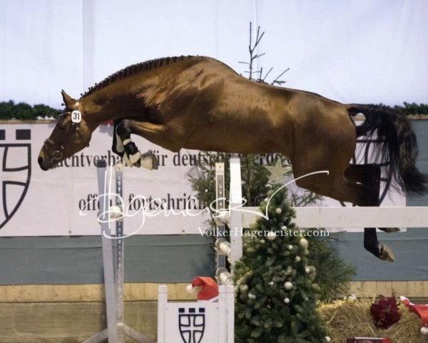 stallion Lausitzer Junior (German Sport Horse, 2017, from Lausitzer)