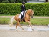 stallion Gold Gelb (German Riding Pony, 2018, from Golden West NRW)