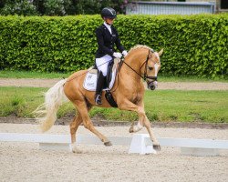 stallion Gold Gelb (German Riding Pony, 2018, from Golden West NRW)